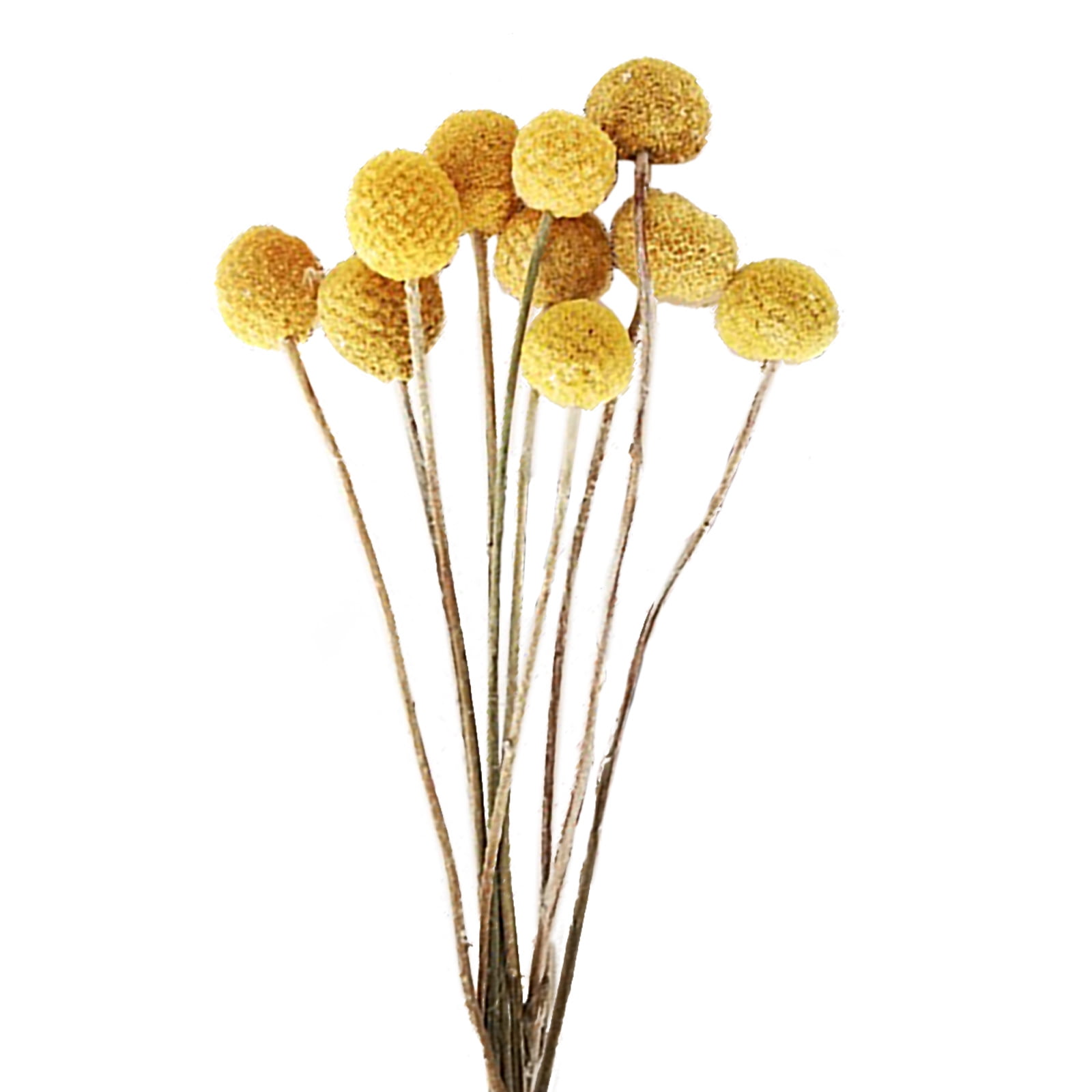 Flower Arrangement Dried Pampas Grass Real Plants Natural Herb Bouquet For Wedding Home Decoration Net Red Little Reed