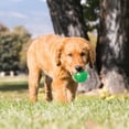 thumbnail image 4 of KONG® Squeezz Ball Squeaker Dog Toy, Large, 4 of 7