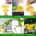 thumbnail image 4 of 54 Pack Fruit Fly Trap for Indoor, Gnat Traps House Fungus Killer Sticky Plants, Mosquitoes, Flying Insects, 4 of 5
