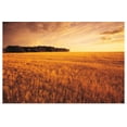 thumbnail image 1 of Great BIG Canvas | "Field Of Grain Stubble Near St. Adolphe, Manitoba, Canada" Art Print - 36x24, 1 of 4