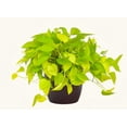 thumbnail image 4 of Neon Pothos - Live Plant in a 6 Inch Pot - Epipremmum Aureum - Stunning Houseplant with Unique Foliage - The Perfect Air Purifying Houseplant Companion, 4 of 5