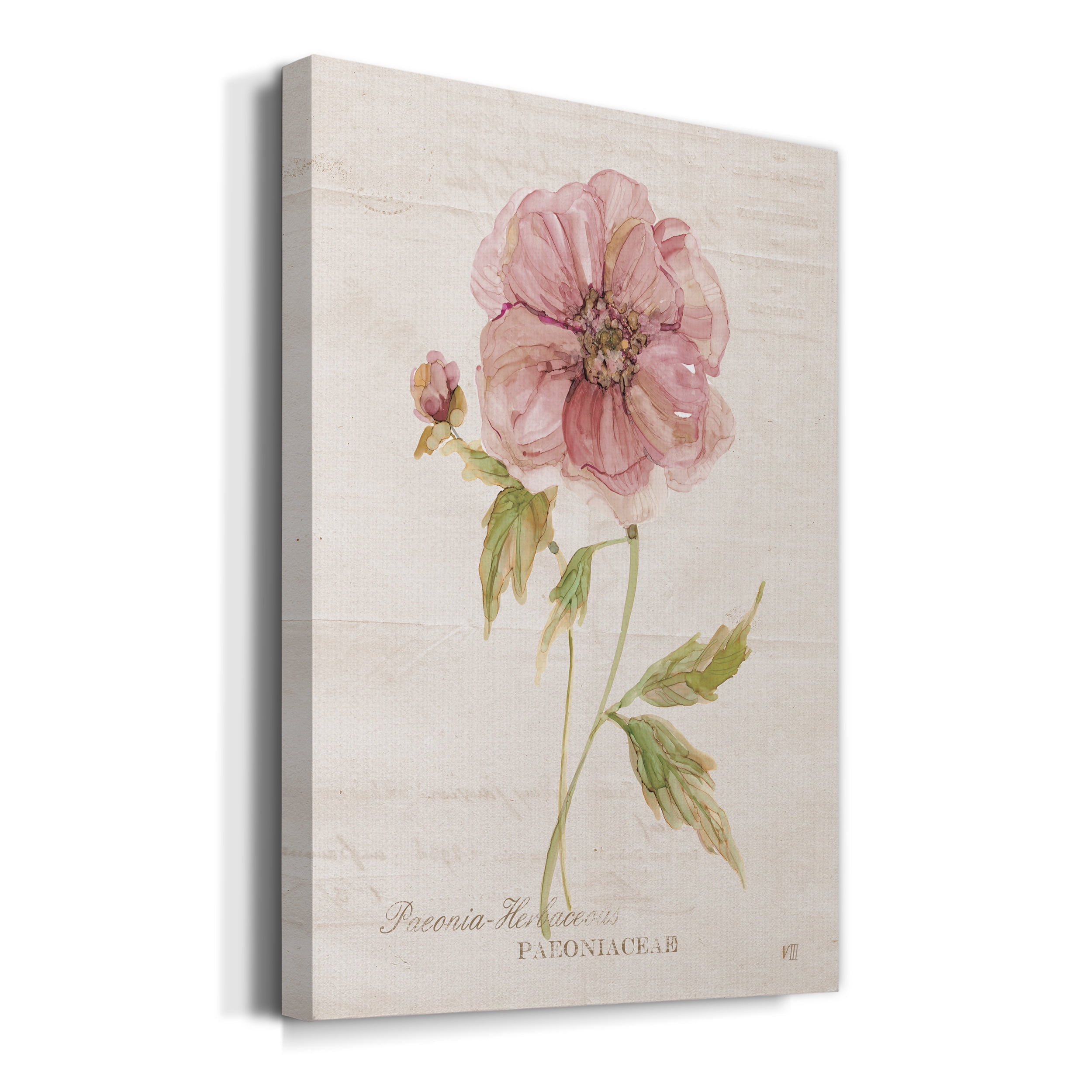 Soft Peony Premium Gallery Wrapped Canvas - Ready to Hang - 24 x 36