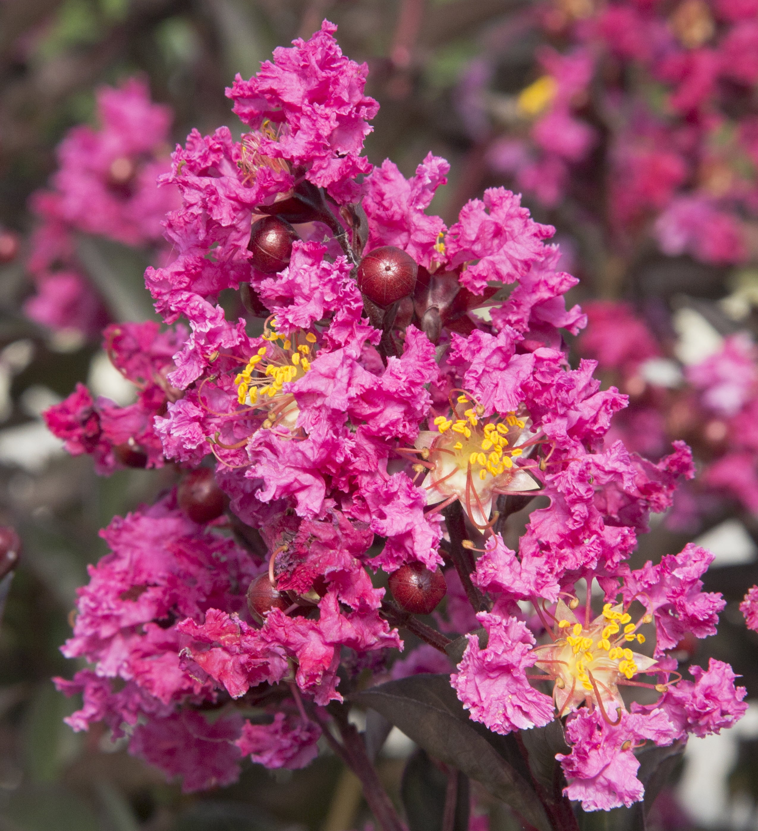 Southern Living Delta Fusion Crapemyrtle Live Shrub in 2-Gallon Grower Pot