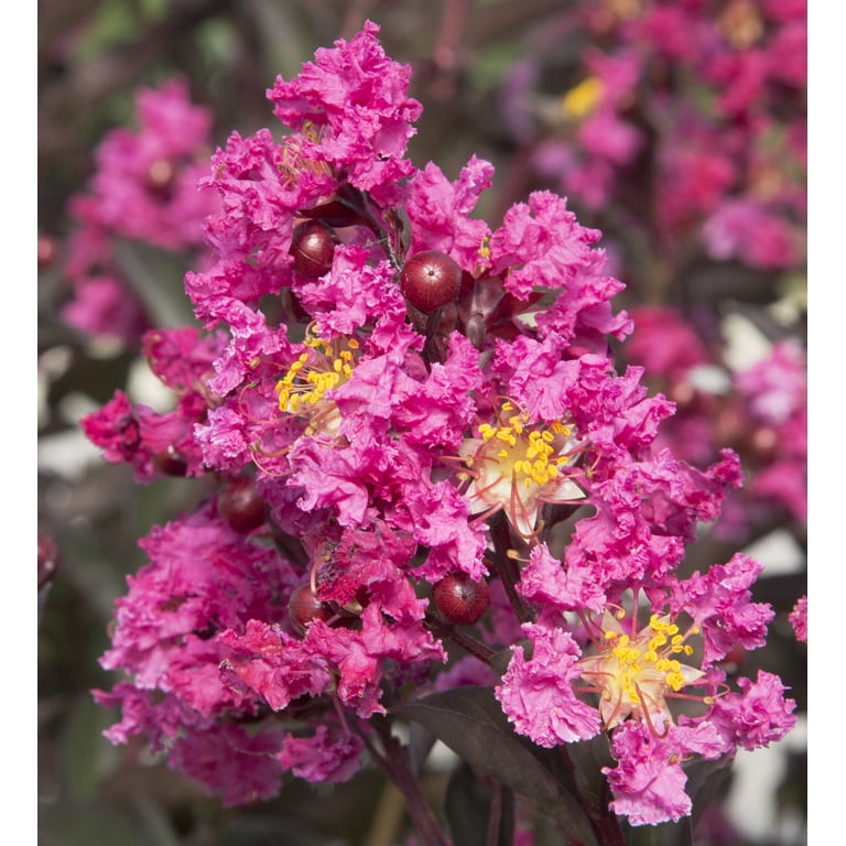 Southern Living Delta Fusion Crapemyrtle Live Shrub in 2-Gallon