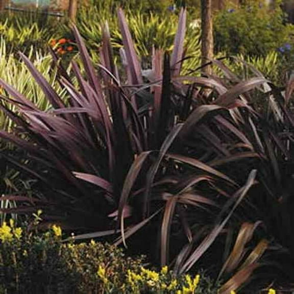 Outsidepride Phormium Purpureum - 200 Seeds