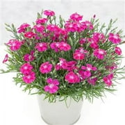 Expert Gardener 2.50qt Dianthus Dianthalot