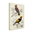 thumbnail image 2 of Trademark Fine Art 'D'Orbigny Birds V' Canvas Art by M. Charles D'Orbigny, 2 of 4