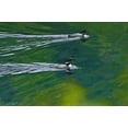 thumbnail image 2 of Grandmaison, Mike 24x17 Black Ornate Wood Framed with Double Matting Museum Art Print Titled - Canada, Ontario Common loons on Killarney Lake, 2 of 4