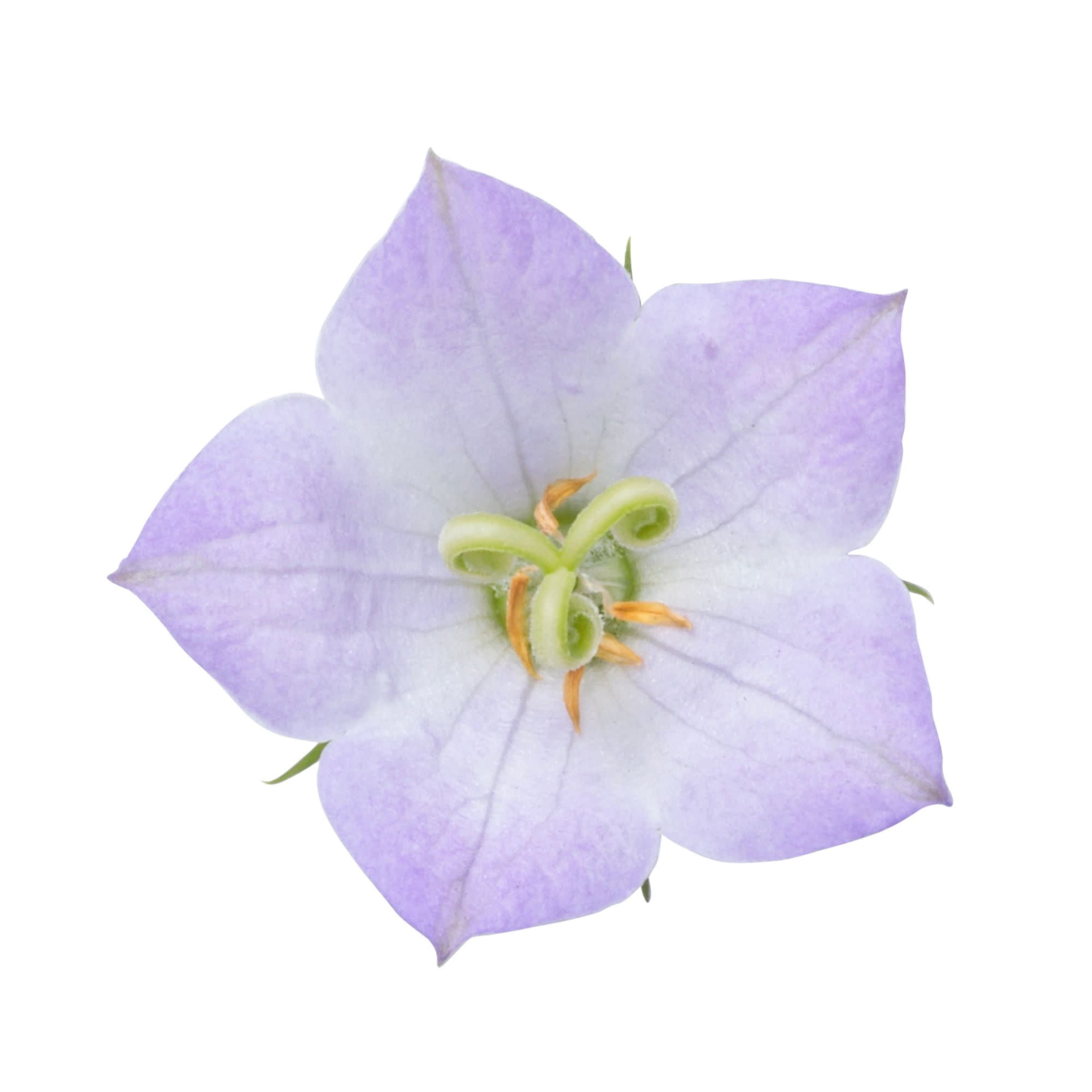 Proven Winners 6" Blue Mini Marvels 'Twilight' Carpathian Bellflower Live Plant in 6.5" Pot