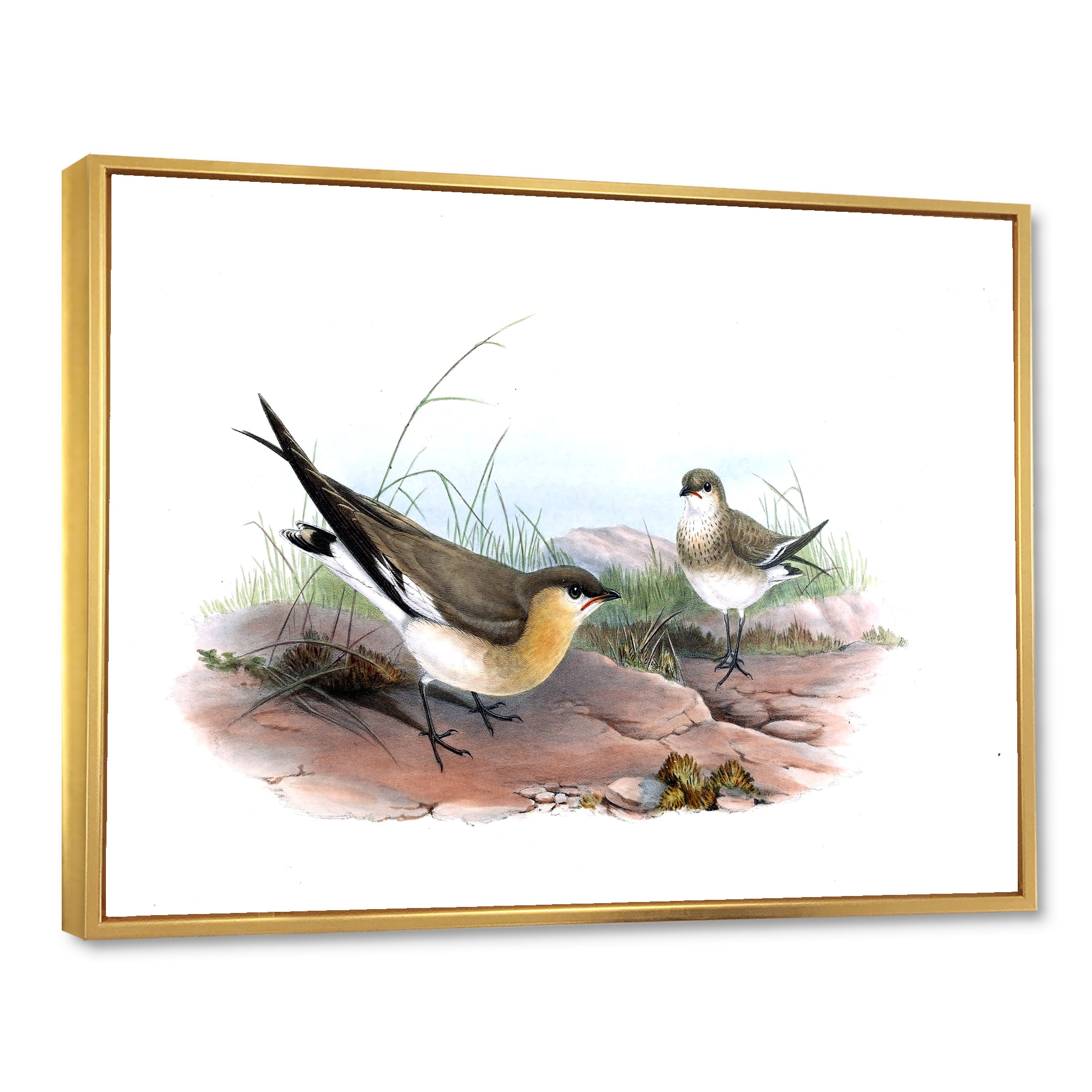 Designart 'Ancient Bird Illustration II' Farmhouse Framed Canvas Wall Art Print