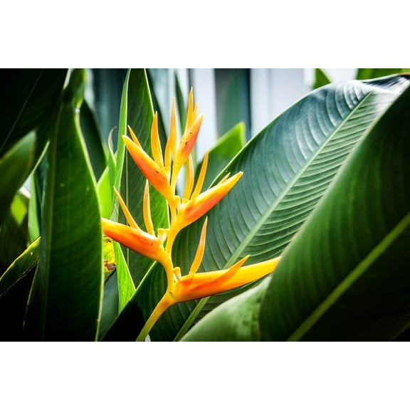 Gold Heliconia Champneana Seeds for Planting - 10 Seeds - Banana Plant