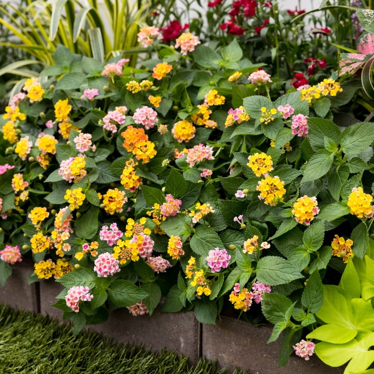 Better Homes & Gardens 2QT Multicolor Lantana Summer Live Annual