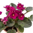 thumbnail image 3 of Red African Violets Live Plant, Random Red Flowers Streptocarpus, Indoor Flower Plants, Blooms All Year Round 4 Inch Pot, 3 of 7