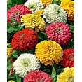 thumbnail image 2 of GSDWIUEW 10+ Zinnia Graceful California Giant-Flower Mix, 2 of 8