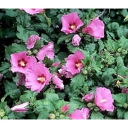 Aphrodite Hibiscus ( Althea ) - Rose Of Sharon - Live Plant ( 1 QT )