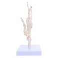 thumbnail image 5 of WEUVEB Anatomy Figure Hand Bone Model PVC 1Pack, 5 of 9