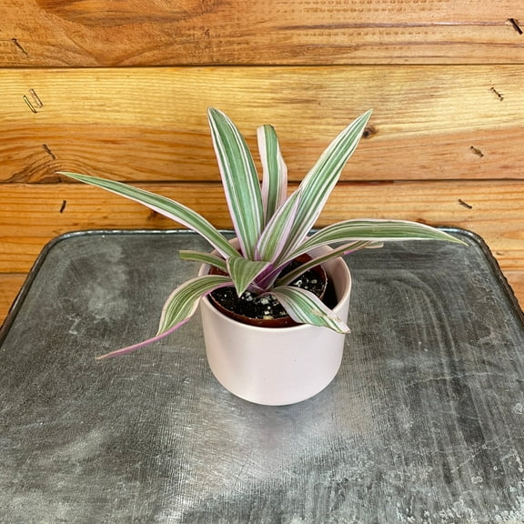 Rhoeo Spathacea Tricolor, 2" Plant