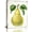 Pear-01, variant on Farmhouse Wall Art Swing Wall Decor Country Barn Pictures Farmhouse Wall Decor Rustic Canvas Prints Painting Framed Artwork for Living Room kitchen Bedroom 12"x16"