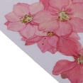 thumbnail image 2 of simhoa 12x Dried Real Flower Larkspur Dried Pressed Flowers Jewelry Finding Makings Pink, 2 of 8