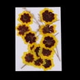 thumbnail image 2 of 12pcs Flores Secas Naturales para Decoraciones de álbum de Recortes Decoraciones para, 2 of 9