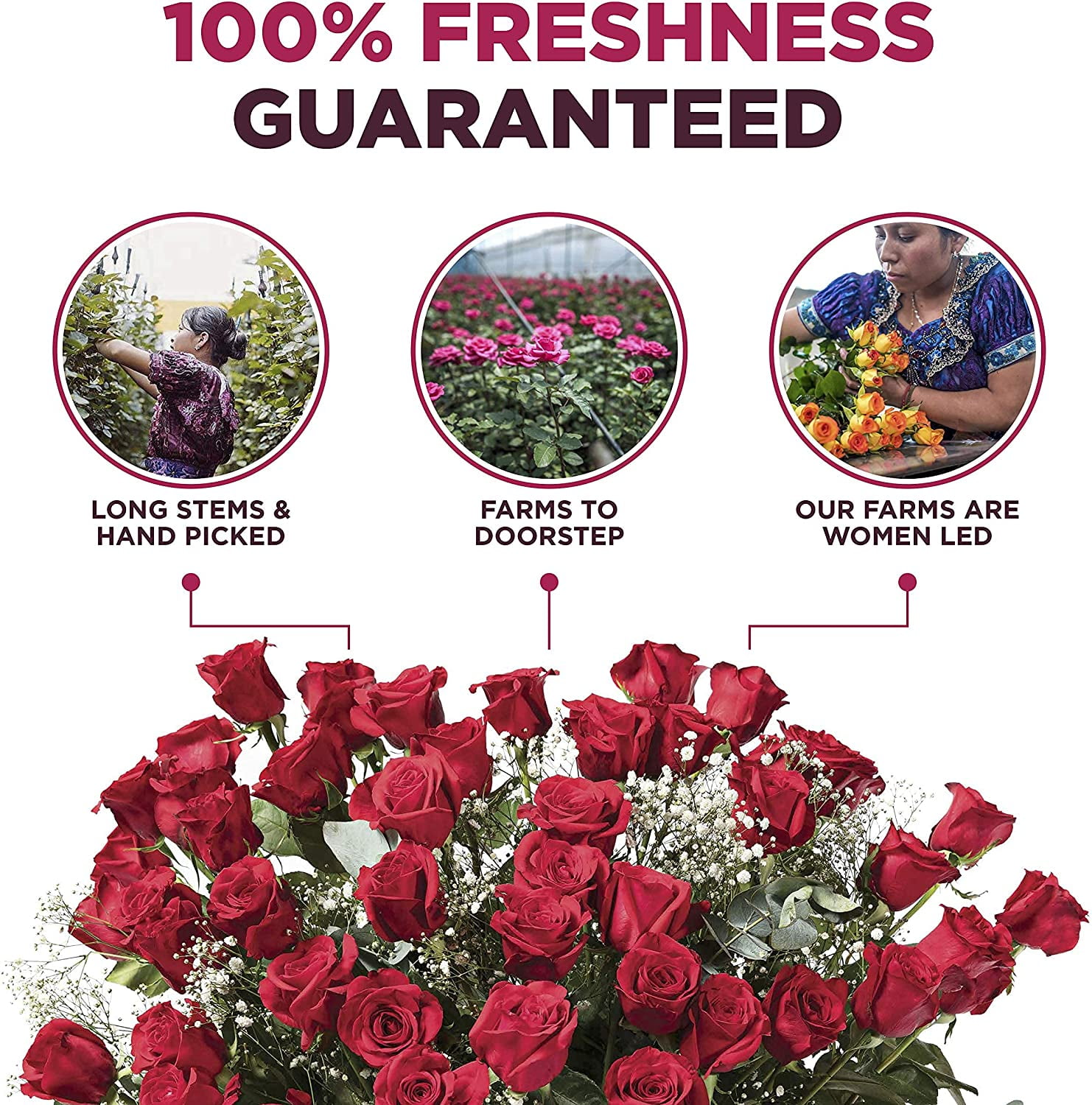 Blooms2Door 25 Red Roses (Farm-Fresh, Long Stem - 50cm) - Farm Direct  Wholesale Fresh Flowers
