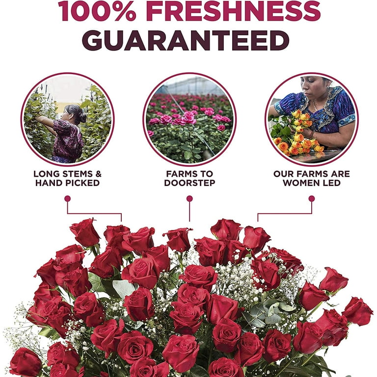 Red Roses Fresh Flowers Delivery - 2 Dozen Roses for Delivery/Farmhouse  Flowers for Delivery - Fresh Cut Long Stem Roses Bouquet of Flowers  Birthday Gifts for Women -Aquarossa Farms 