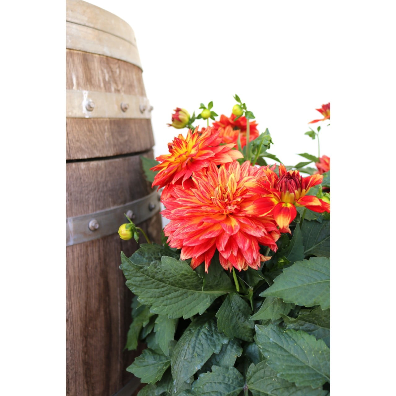 Better Homes & Gardens 3 Quart Multicolor Geranium Annuals Outdoor Live Plants Full Sun