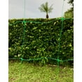thumbnail image 2 of Green Plastic Trellis Garden Netting For Climbing Plants Professional Grade Bluefire Farm Supply (6.5'x75'), 2 of 7