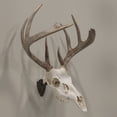 thumbnail image 4 of Allen Company Ez Mount Skull Hanger, Fixed, Matte Brown, Steel, 4 of 7