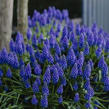 Van Zyverden Grape Hyacinths Set of 25 Bulbs Blue Partial Sun Perennial Fragrant 1 lb