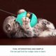 thumbnail image 5 of Interactive Cat Toy Treat Food Dispenser Toys With Rolling Cat Slow Er Iq Ball For Kitten, 5 of 5
