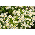 thumbnail image 6 of 300 FEVERFEW Tanacetum Parthenium Herb Flower Seeds, 6 of 9