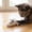 White#51, variant on Realistic Squeaky Mouse Cat Toy Gray Plush Fuzzy Stuffed Interactive Chew Toy for Indoor Kittens Boredom Relief with Built-in Loop 7.48x1.97 in