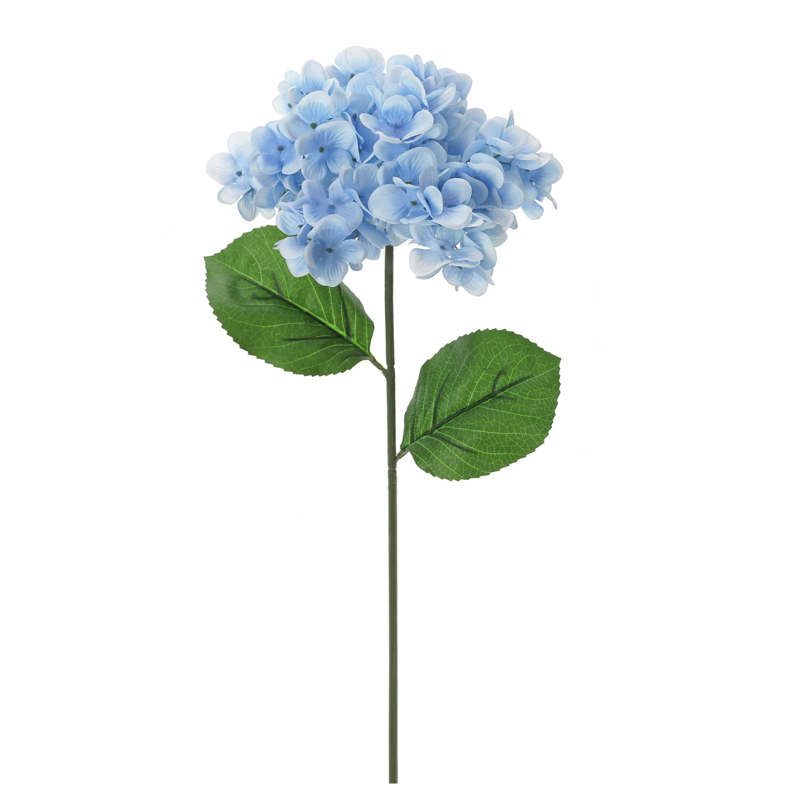 Image of Blue wild hydrangea