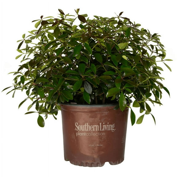 Southern Living LeAnn Cleyera Live Shrub in 3-Gallon Grower Pot