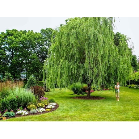 Weeping Willow Tree - 3-4 Feet Tall - ( 2.5 QT ) - Fast growing - Full sun