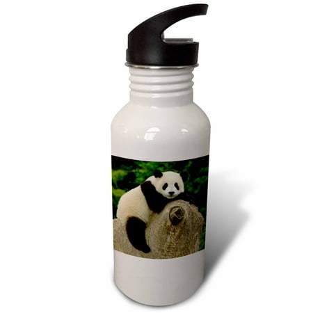 

3dRose Giant panda bears Wolong China Conservation CHINA-AS07 POX0387 - Pete Oxford Sports Water Bottle 21oz