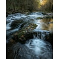 thumbnail image 2 of Head, Danny 12x14 White Modern Wood Framed Museum Art Print Titled - Moss and Leaves, 2 of 4