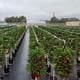 thumbnail image 3 of Macetero Apilable De 3 Pieza s Hortalizas De Hierba De Fresa Para Interiores Gloria Jardinera de interior, 3 of 6