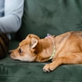 thumbnail image 3 of 1pc Dog Pulling Strap Collar Harness Pulling Strap Rainbow Dog Chain Collar, 3 of 7