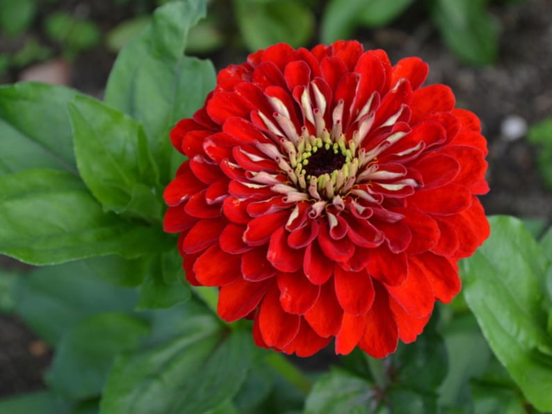 30 Seeds - Benary's Giant Deep Red Zinnia Seeds - Flower Seeds for Planting - Zinnia Mix