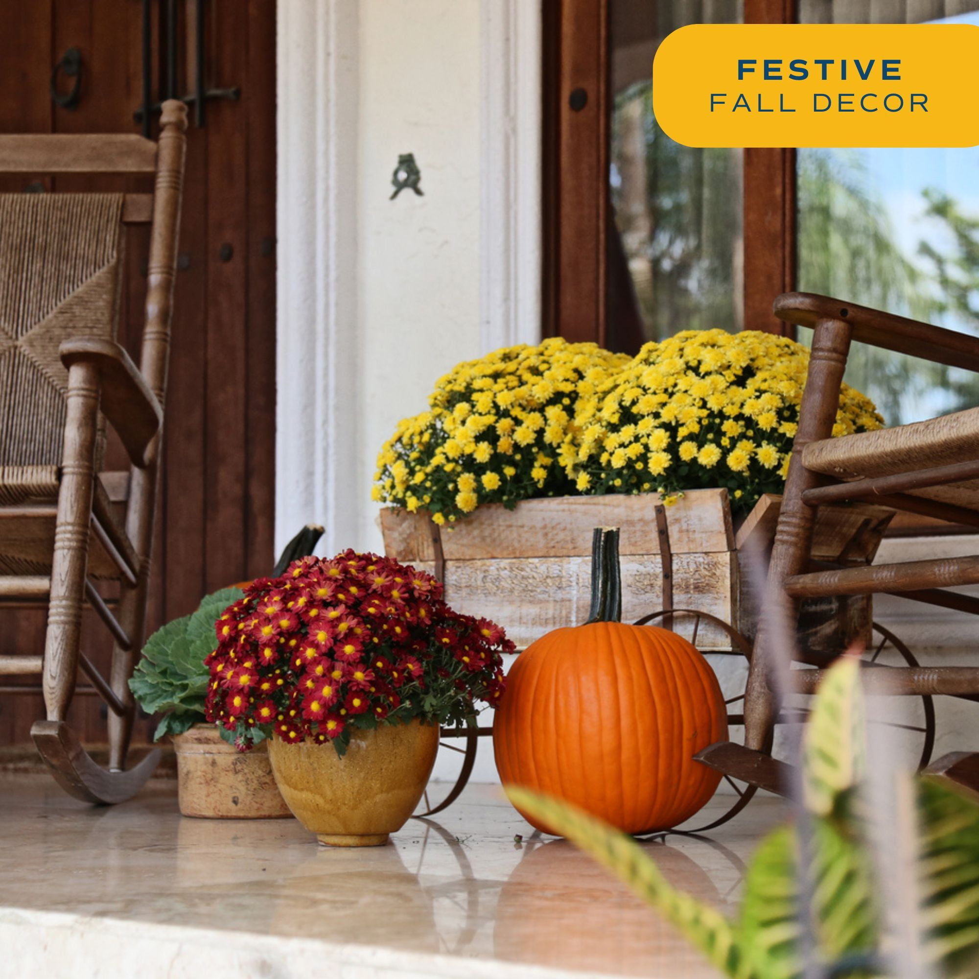 Costa Farms 3-Qt Yellow Mums Chrysanthemum, Full Sun, Outdoor Live House Plants, Grow Pot 2-Pk