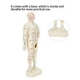 thumbnail image 4 of 26cm Professionnel Unisexe Point d'Acupuncture PVC Corps Humain Modèle Outil d'Enseignement, 4 of 8