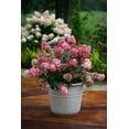 thumbnail image 4 of Fire Light® Panicle Hydrangea, 4 of 5