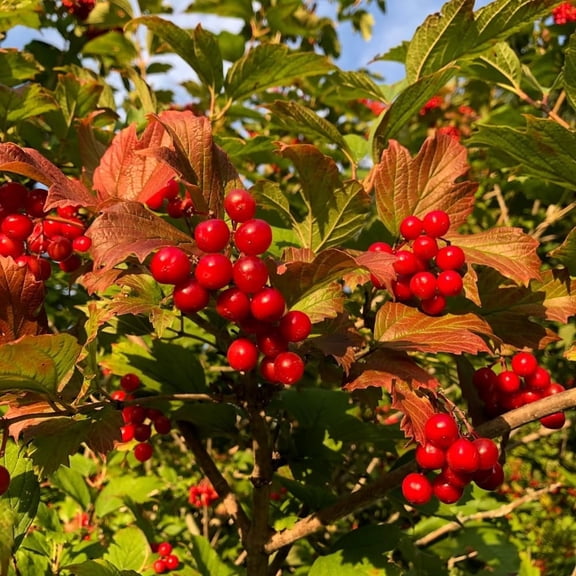 Washington Hawthorn Seedlings for Planting Crataegus phaenopyrum 1 Seedling