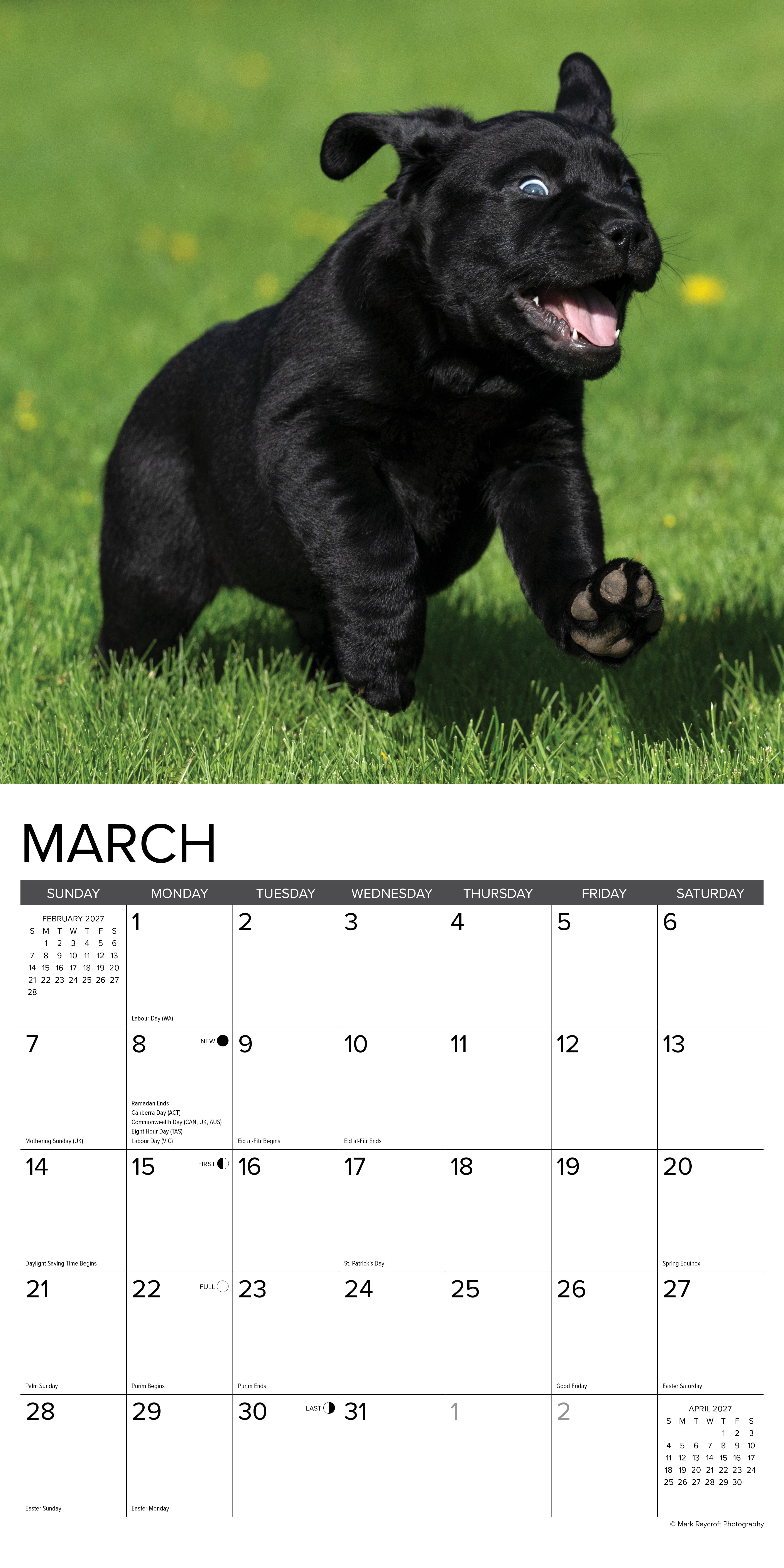 Willow Creek Press, Black Lab Puppies 2027 Wall Calendar