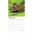 thumbnail image 4 of Tigers | 2026 12x24" (Hanging) Square Wall Calendar | Plastic-Free | BrownTrout, 4 of 9