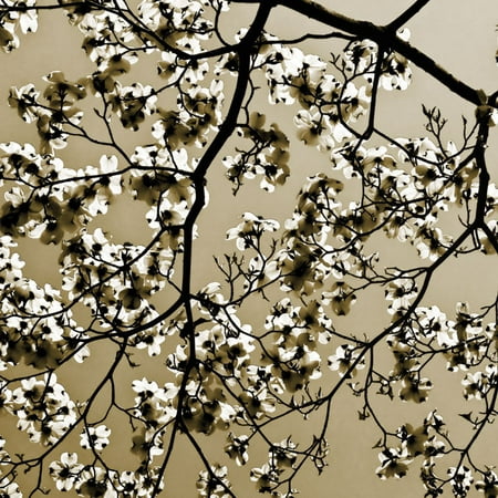 Dogwood Square II Classy Best Cloud Popular Modern Cool Beautiful Blossoms Apple Poster (Best Dripper For Clouds)