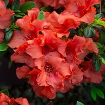Brighter Blooms - Autumn Embers® Encore® Azalea Shrub, 1 gal - No Shipping to AK, AZ, HI