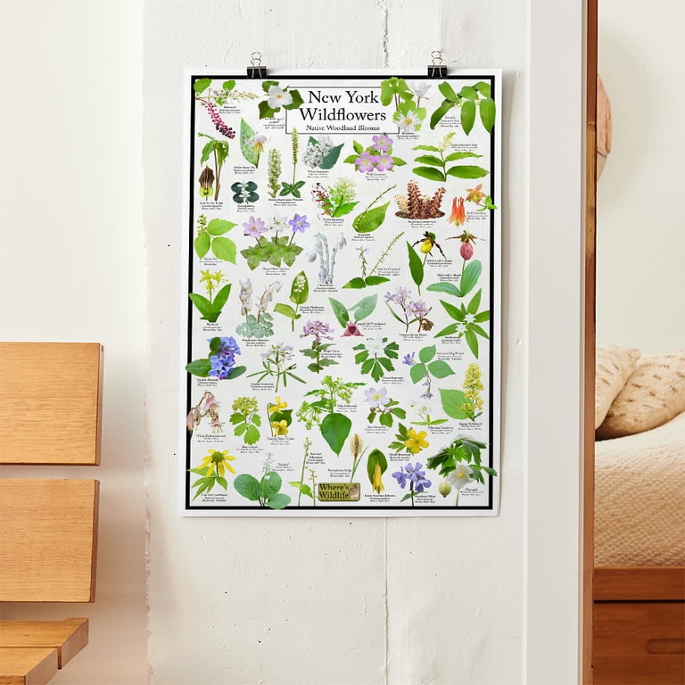 New York Wildflowers Poster - Native Woodland Blooms - Educational